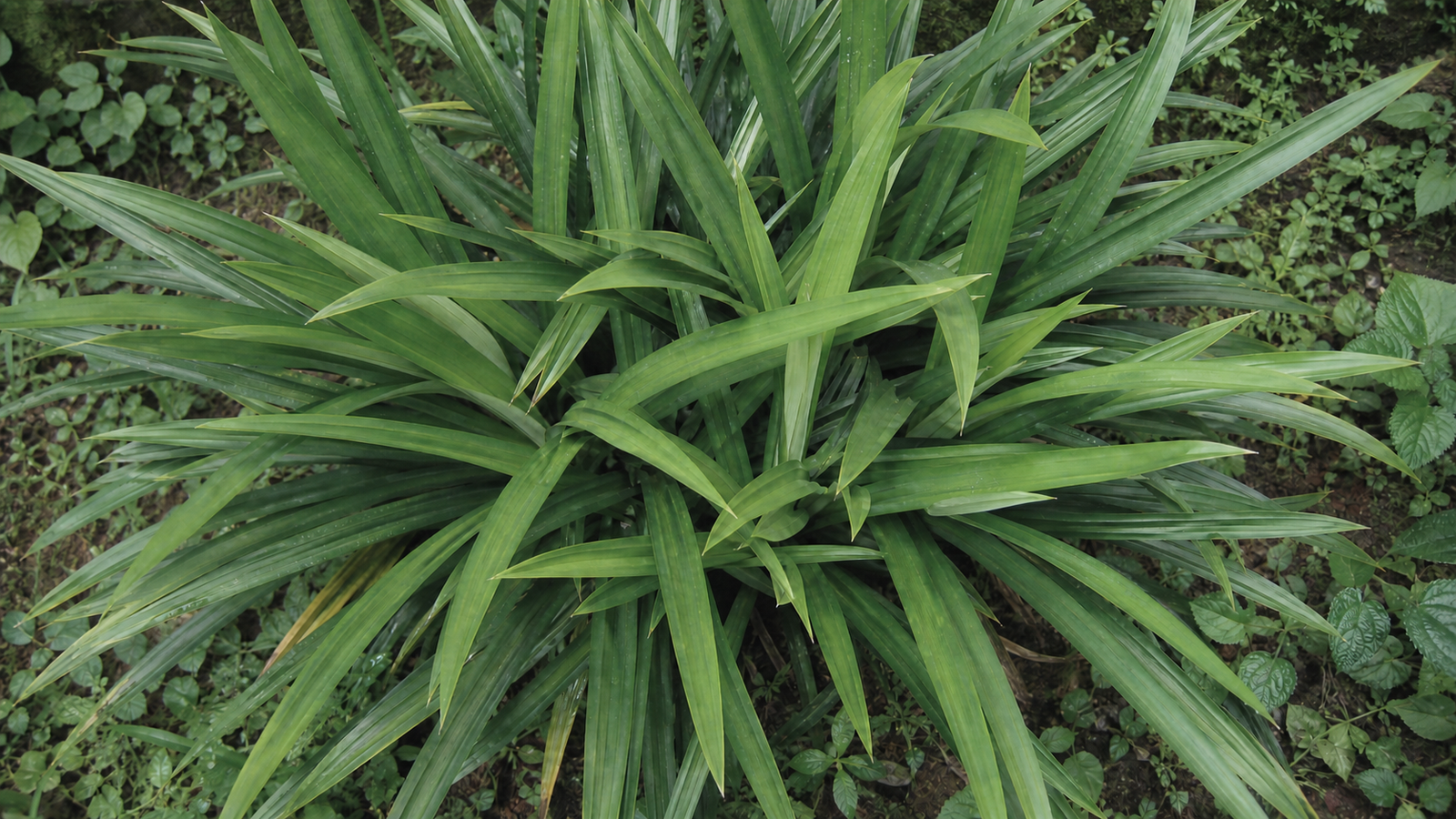 Overhead view of a full pandan plant