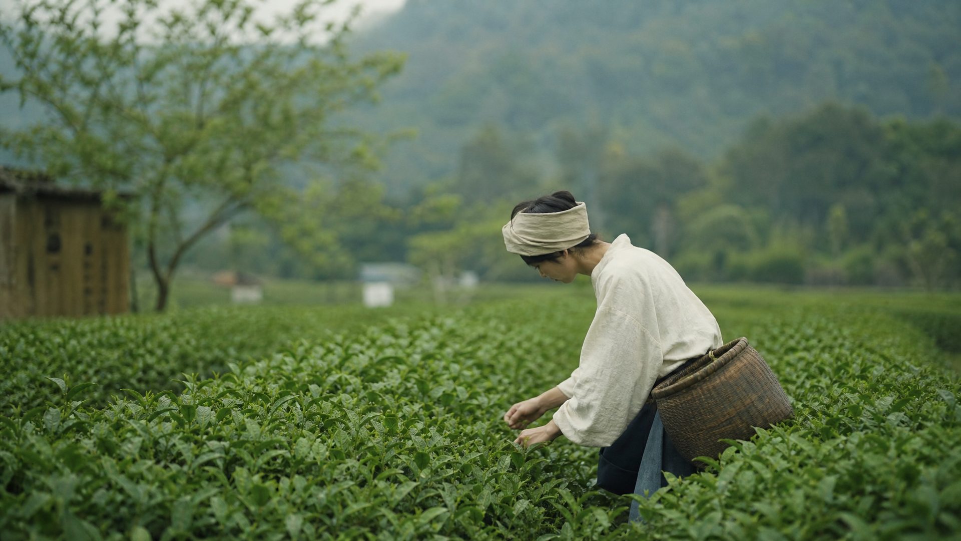 Tea picker harvesting leaves by hand in a shaded tea garden